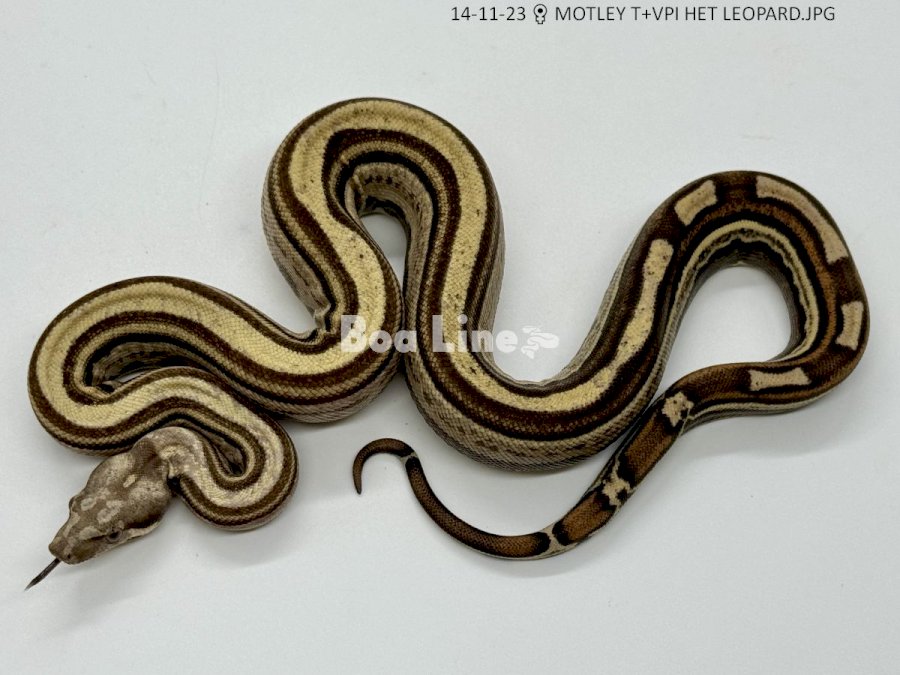 MOTLEY T+VPI HET LEOPARD